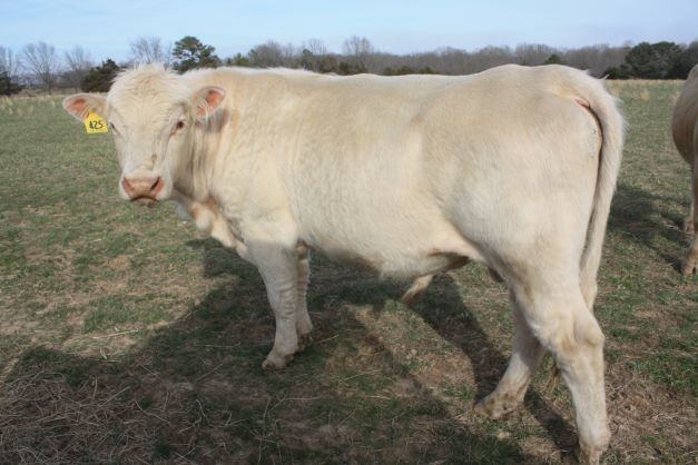 Livestock for Sale, Raymondville, MO