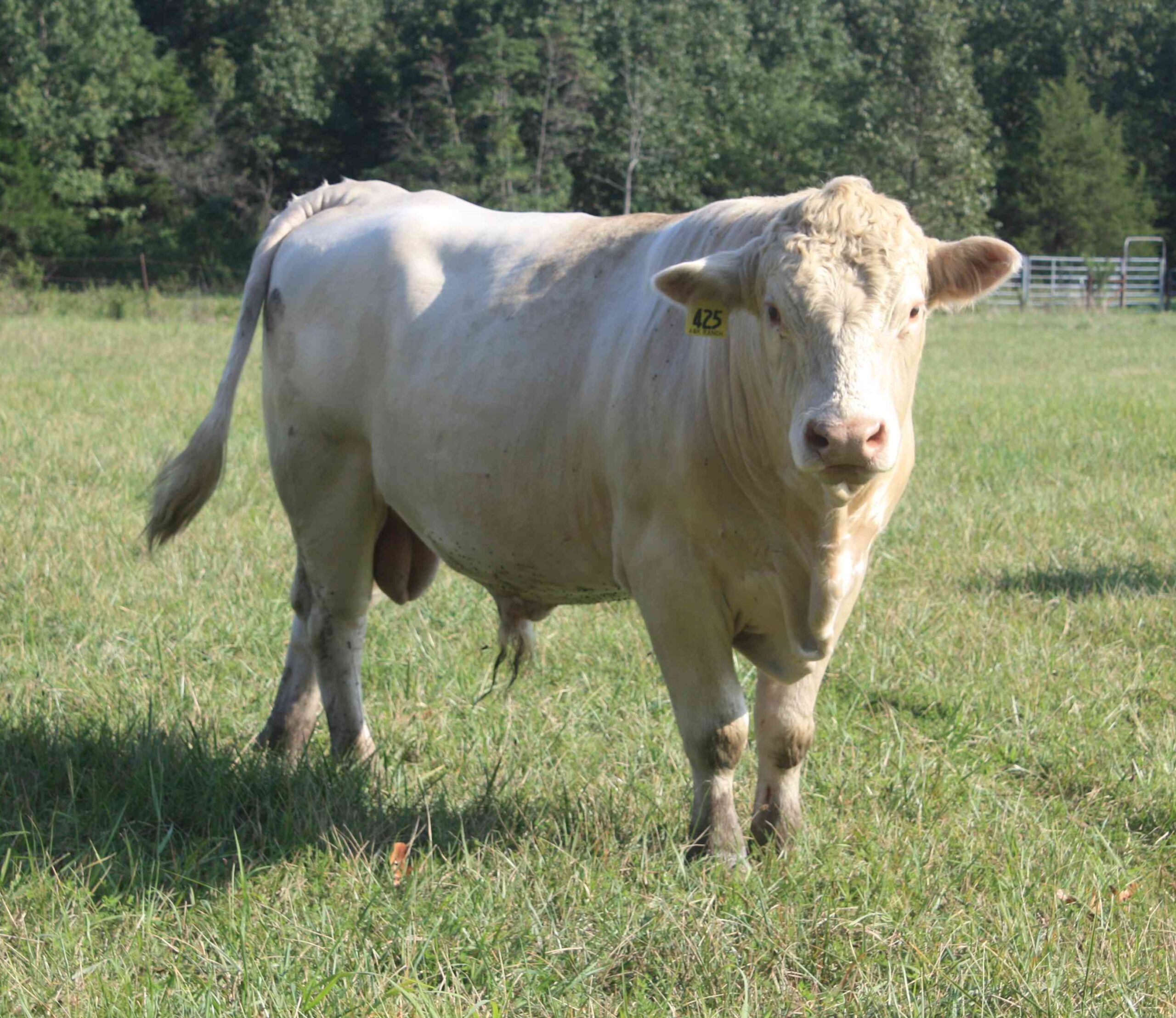 Livestock for Sale, Raymondville, MO