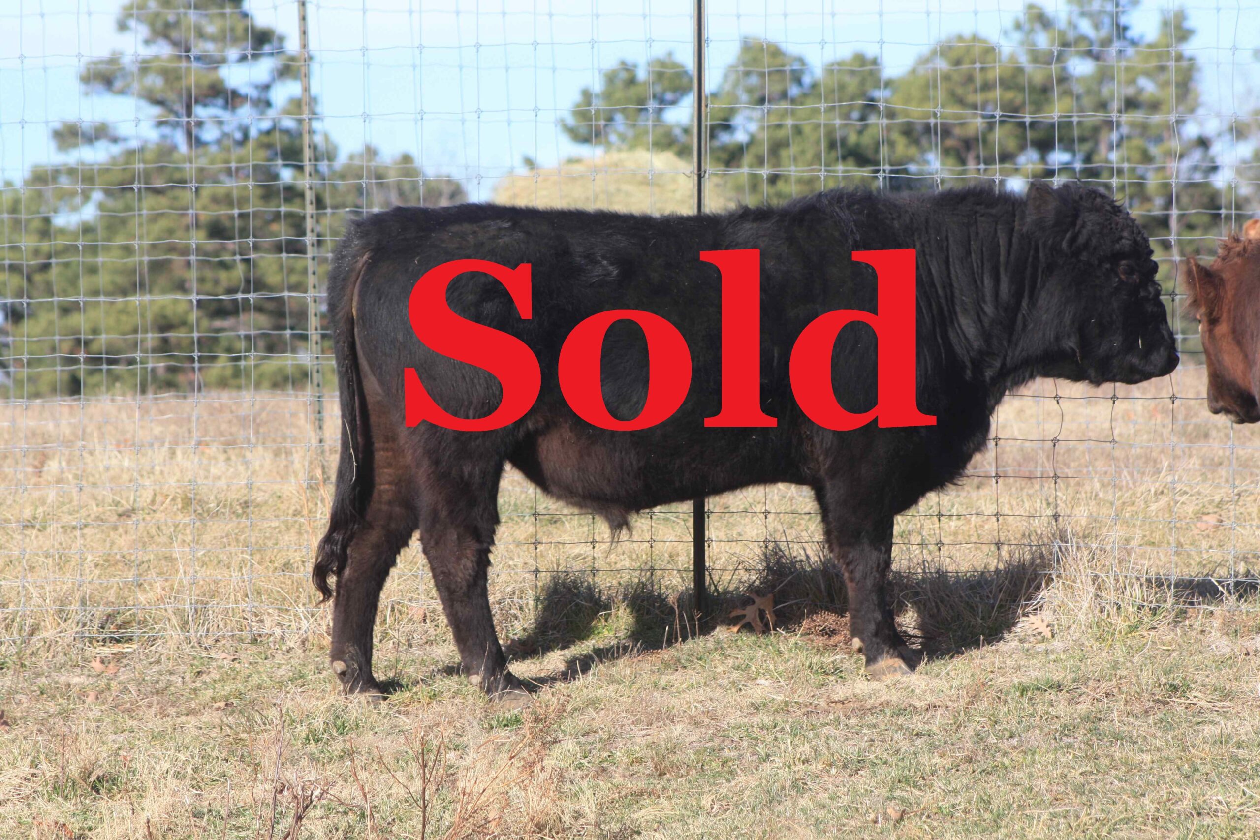 #004 Sold Fullblood Bull