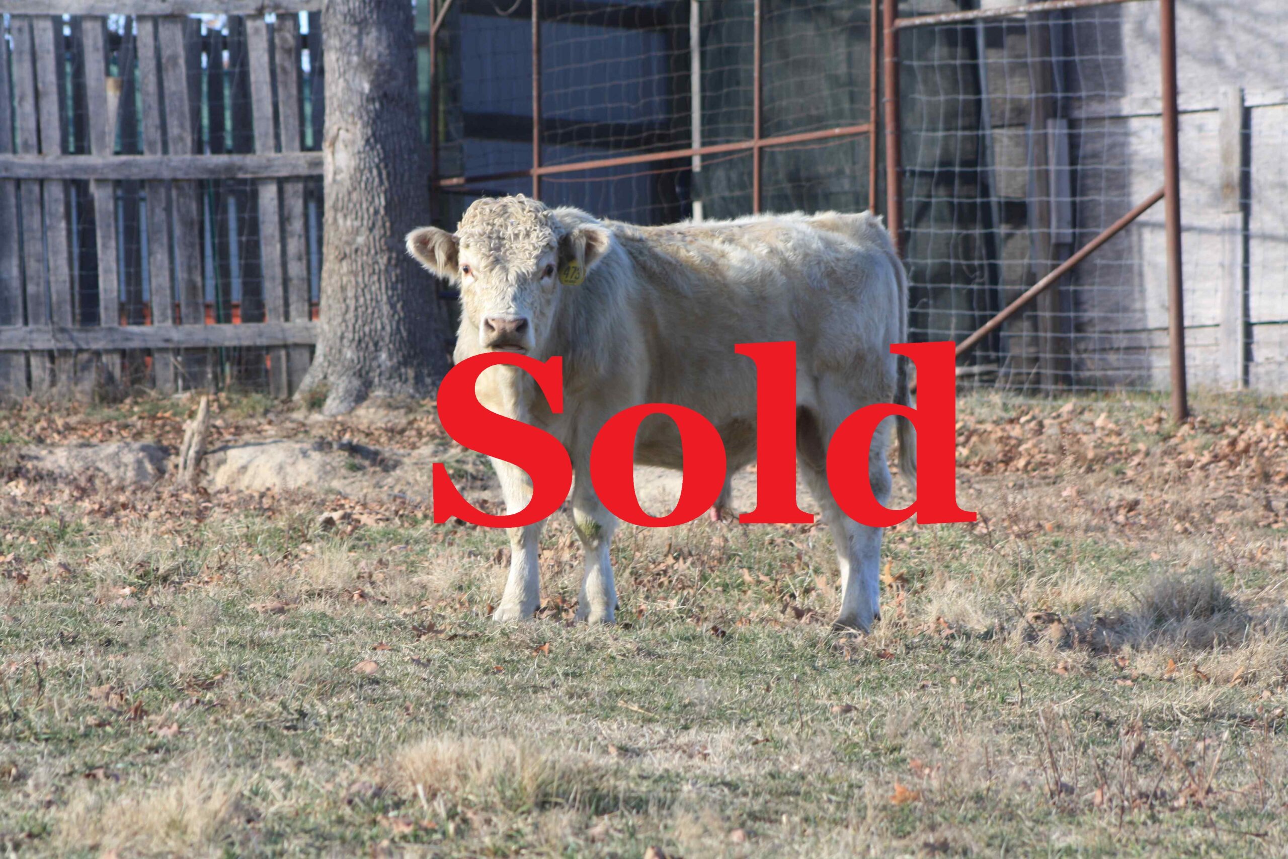 #473 sold Fullblood Bull