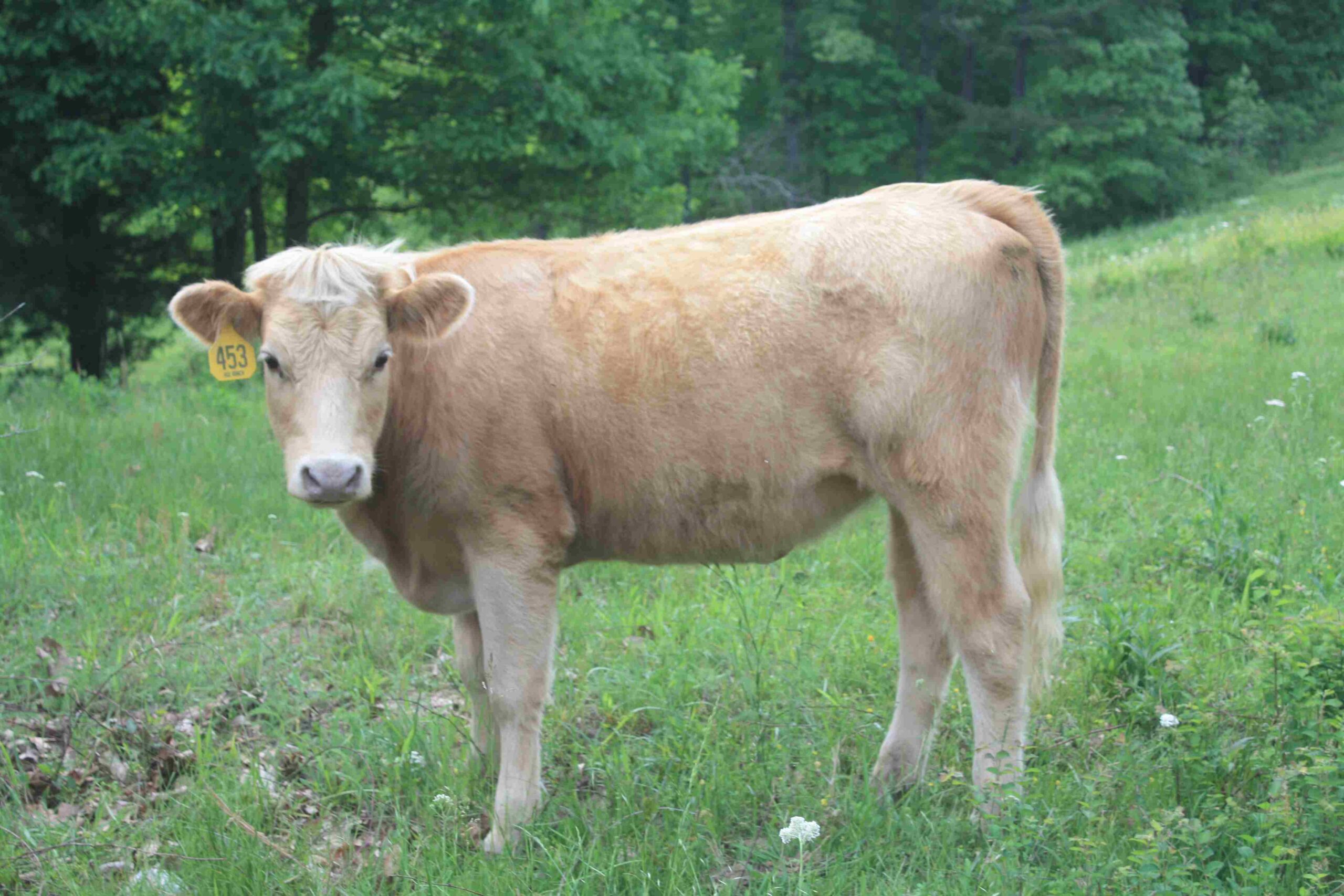 Heifer #453 Purebred