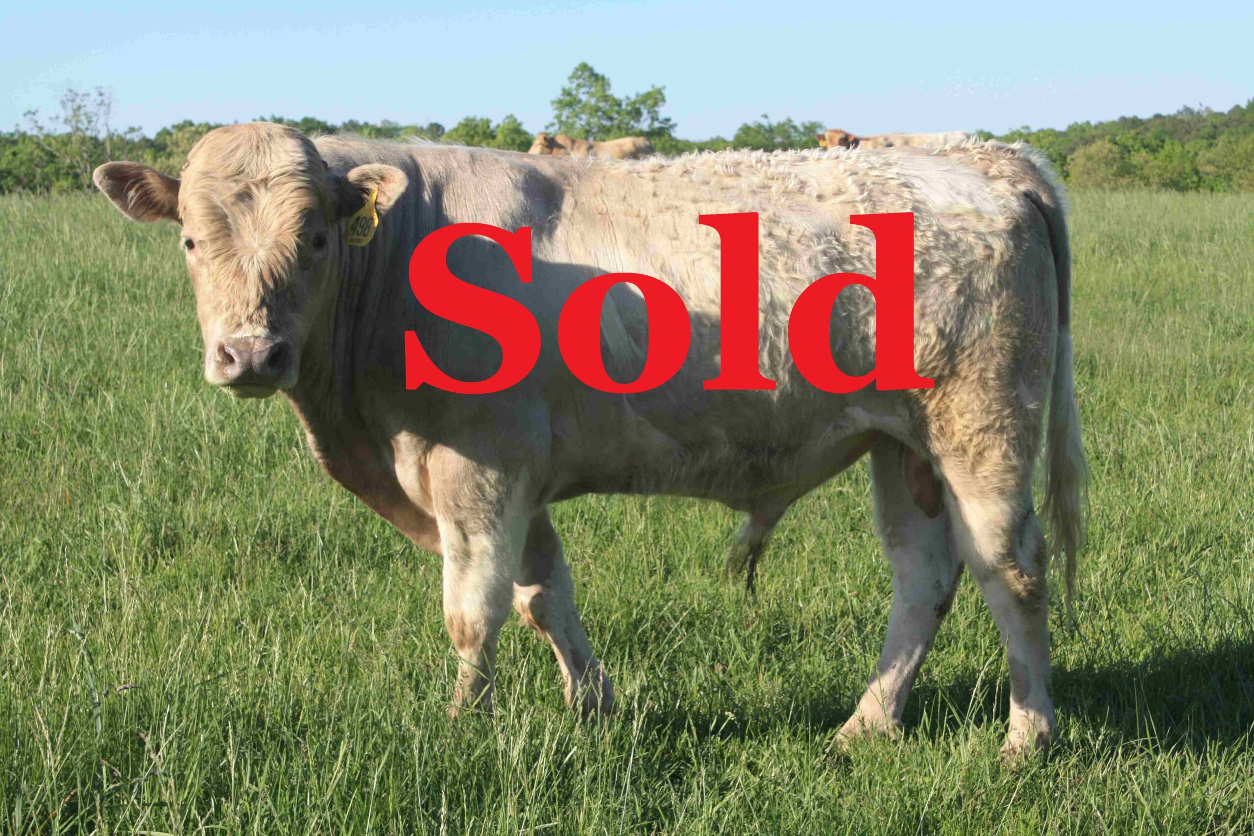 Bull #498 Sold