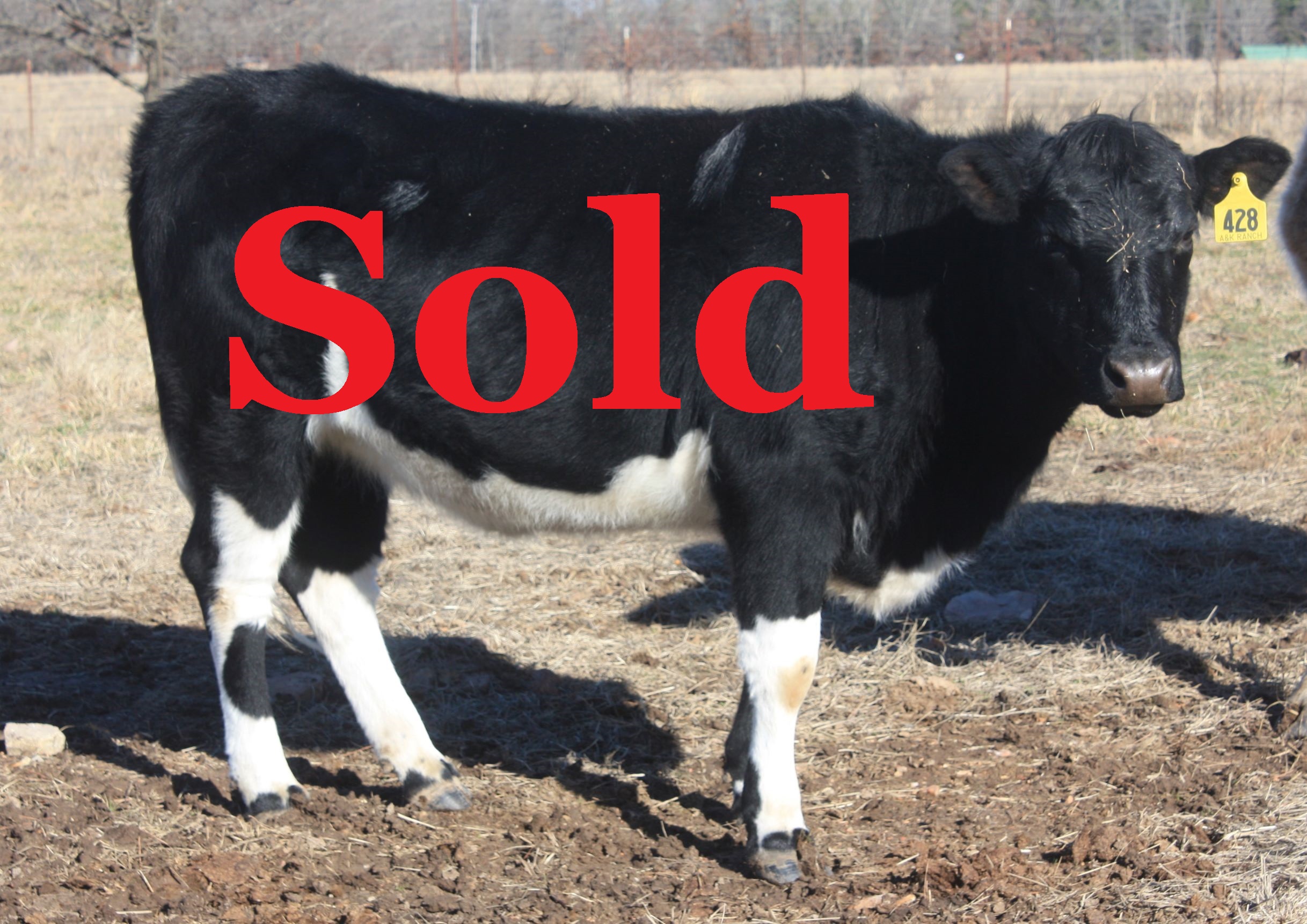 Heifer #428 sold