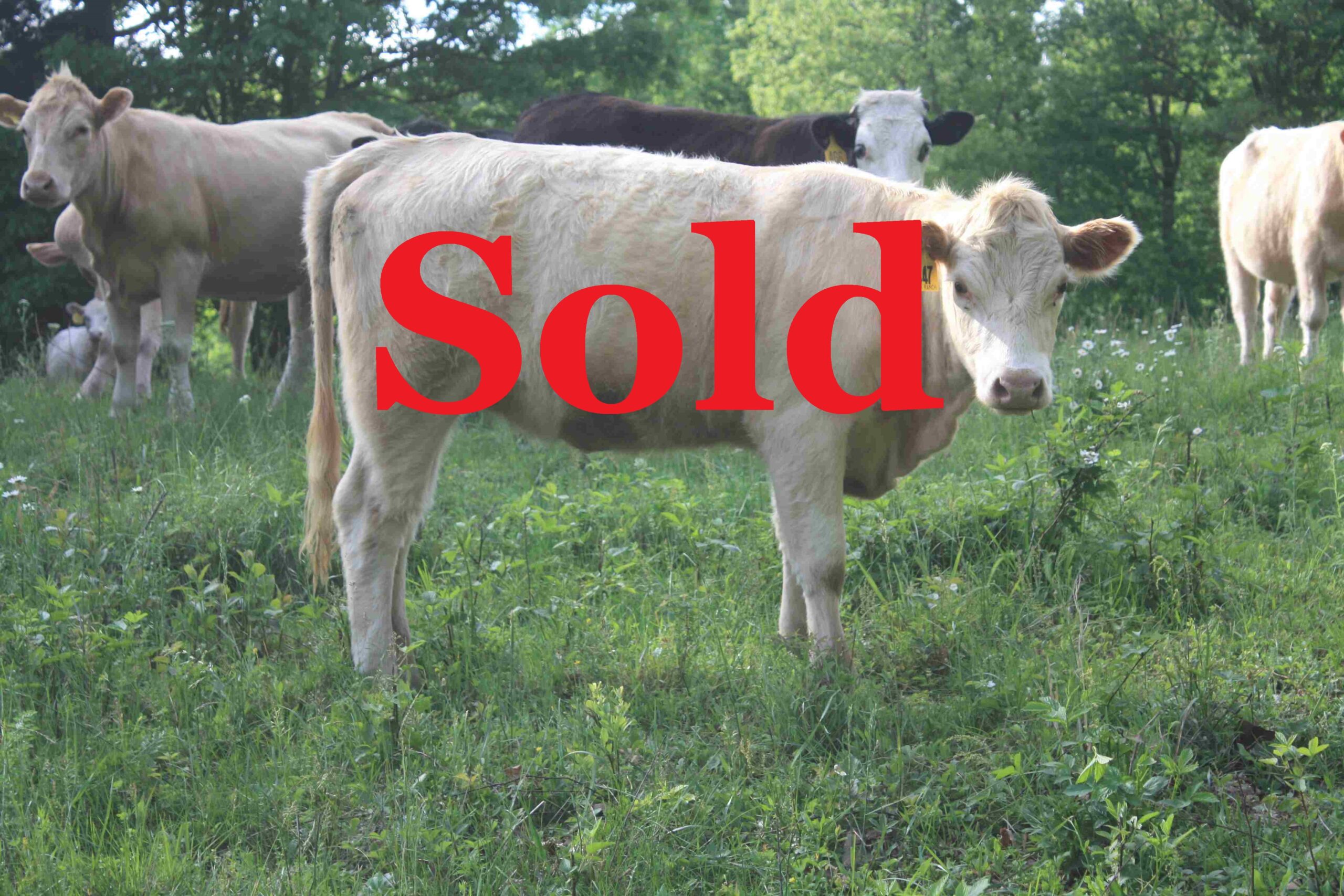 Heifer #447 Fullbllod. Sold