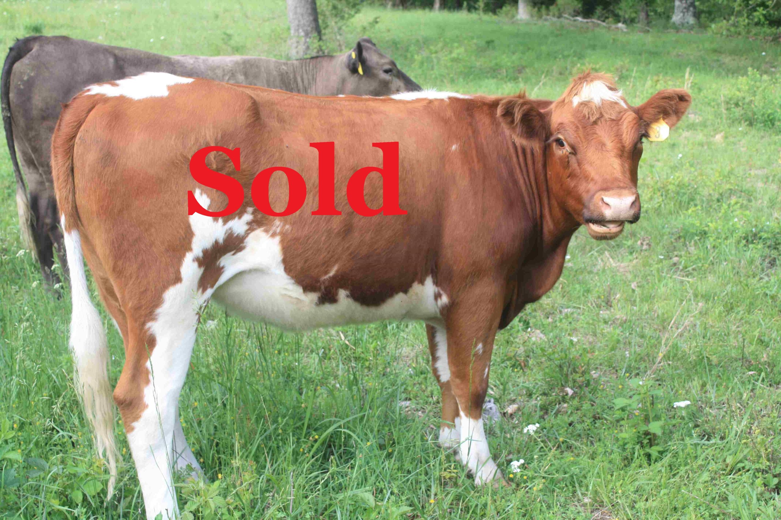 Sold Heifer # 3 Fullblood 2022