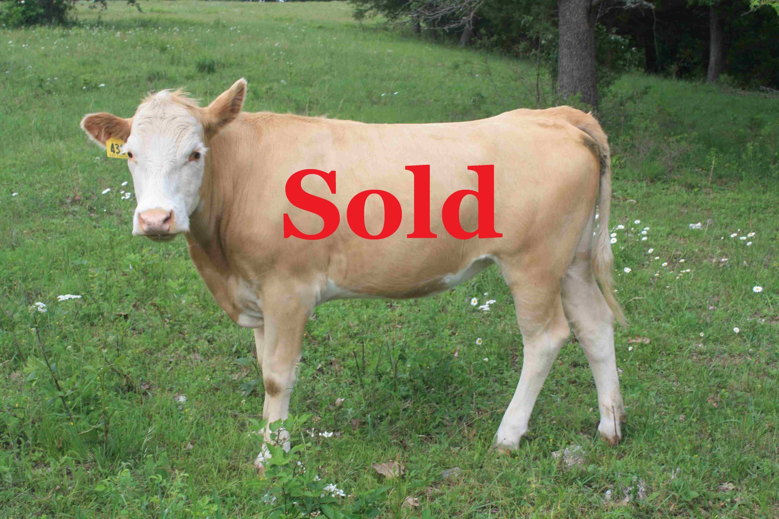 Sold Heifer #431 Fullblood 2022