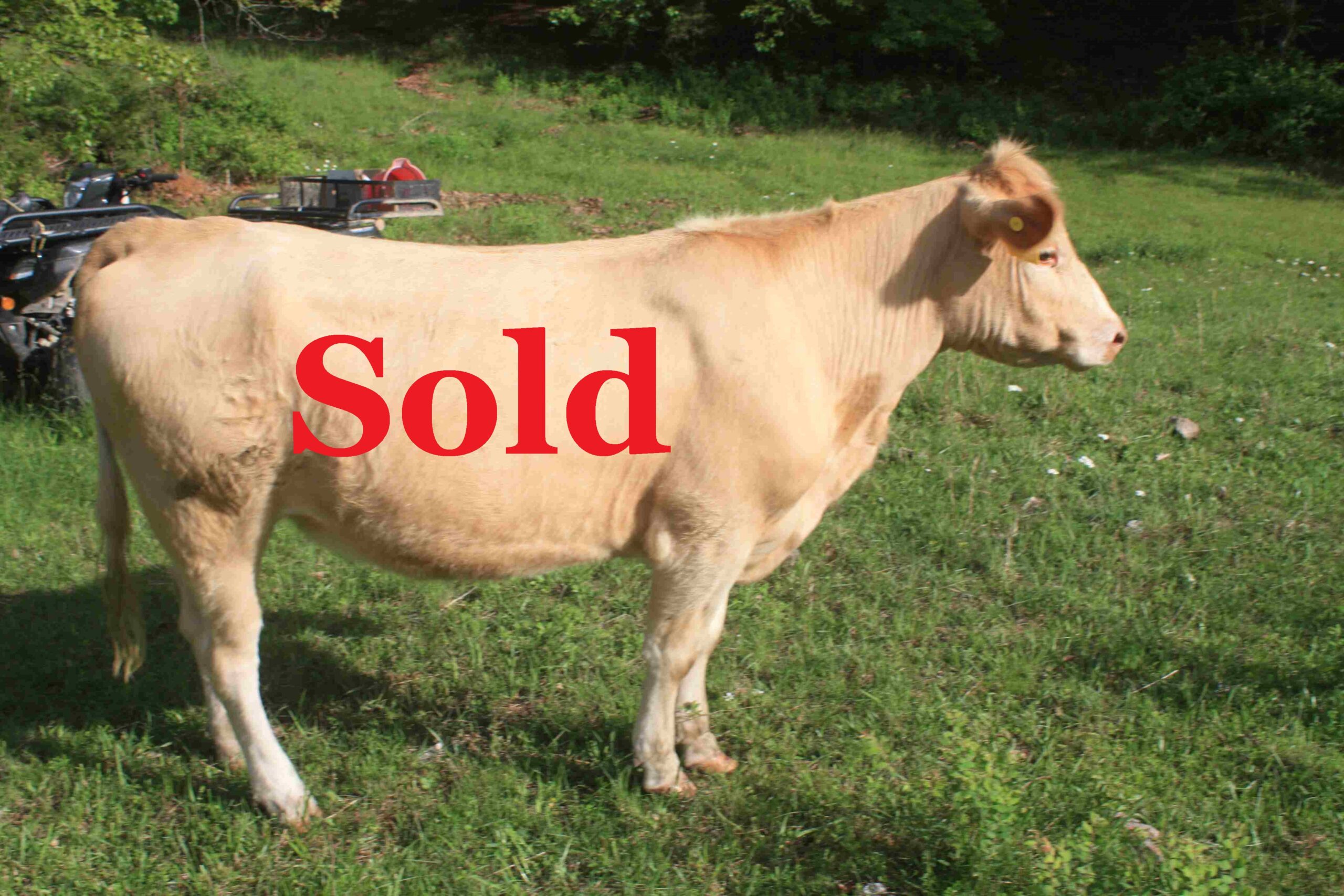 Sold Heifer #440 fullblood